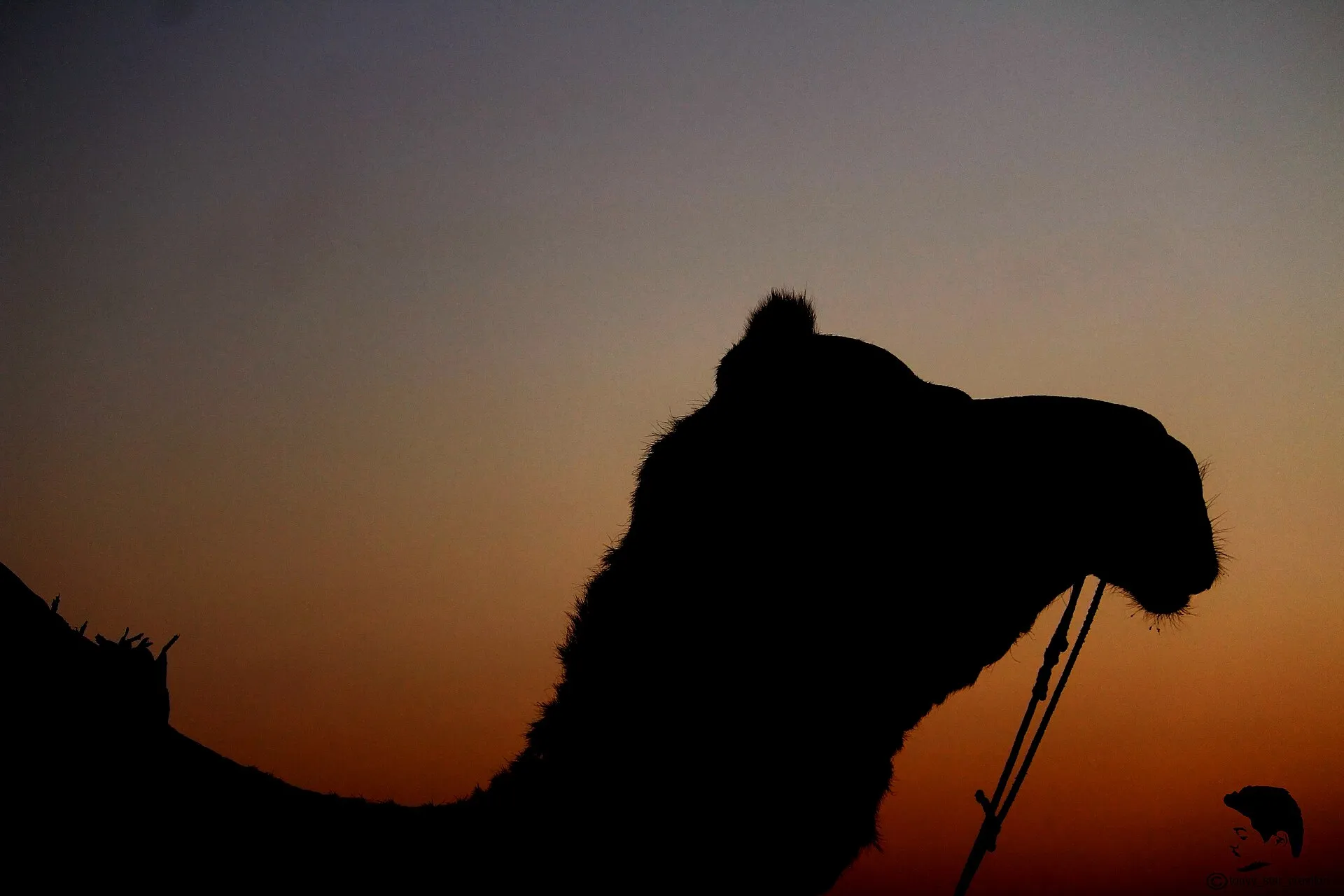 Camel safari on the dunes of the Thar desert near Jaisalmer